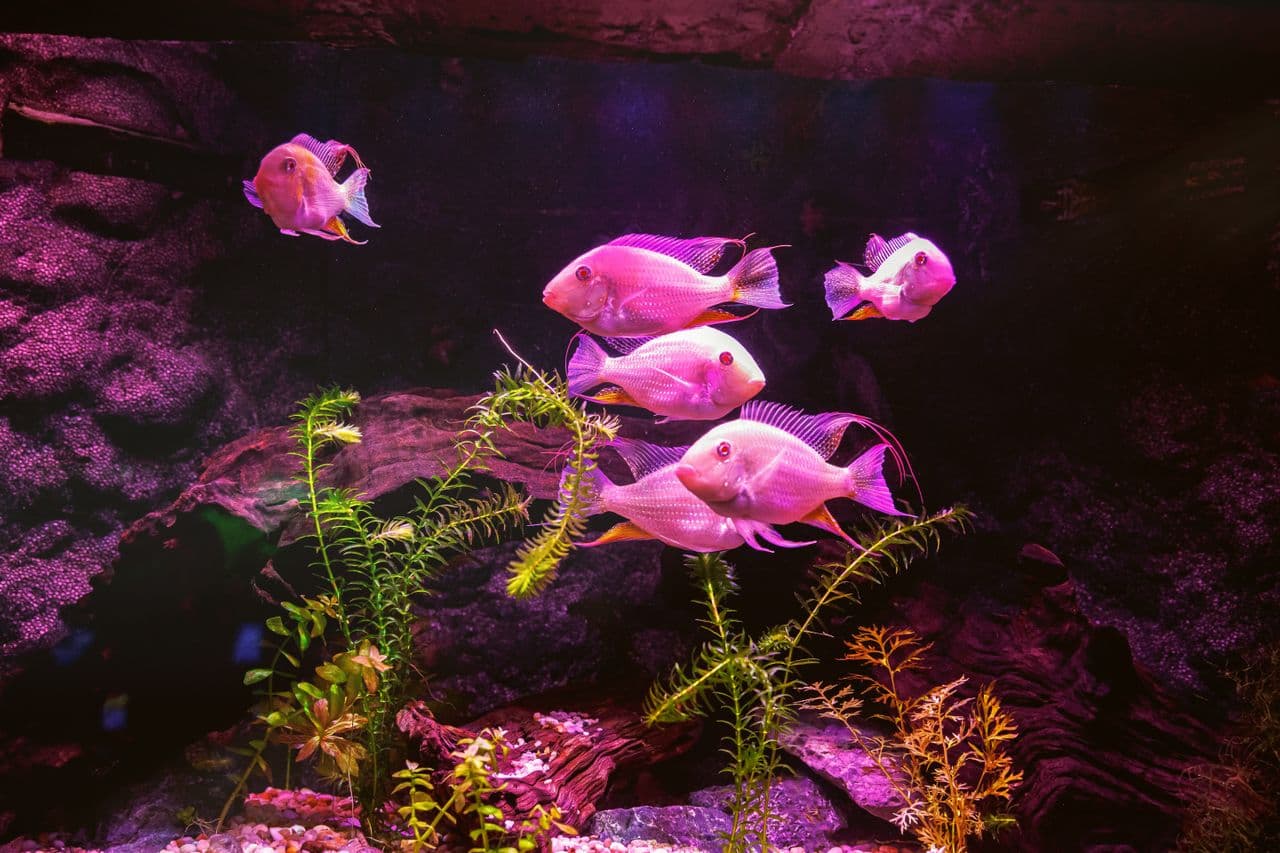Aquarium Shop Website demo website